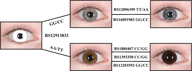 Unveiling the Secrets of Eye Color Prediction: A Breakthrough Study